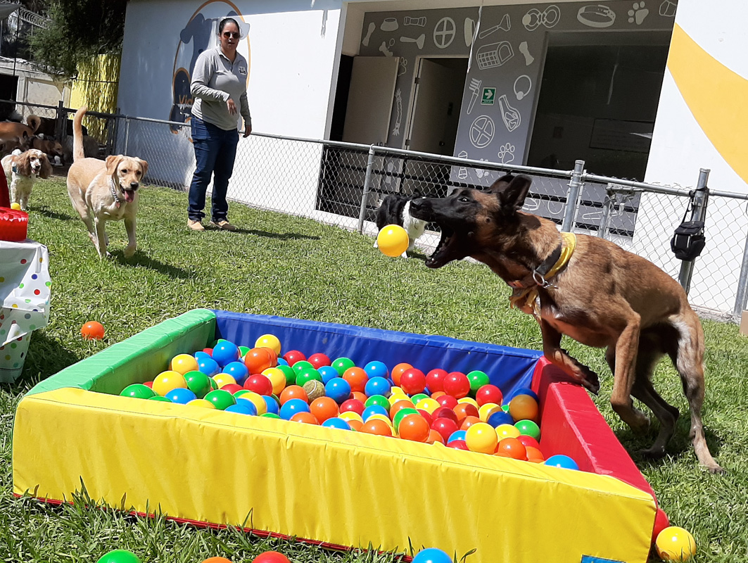Party Paw Galería de Fiestas para Perros en Querétaro