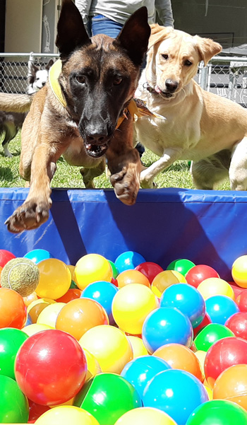 Perros felices