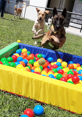 Clavado en alberca de pelotas